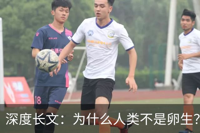 深度长文：为什么人类不是卵生？说出来你可能不信，这事3亿年前就定好了
